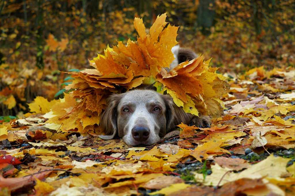 Snuffle Mats